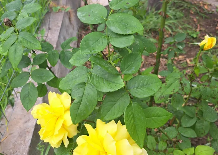 Traditional Stone House-ideal For Families